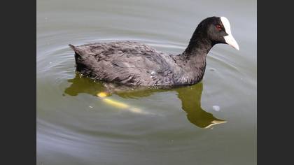 Sakarmeke