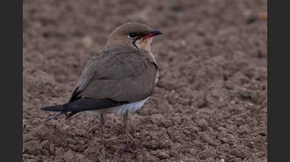 Bataklıkkırlangıcı » Collared Pratincole » Glareola pratincola