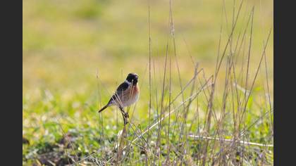 Taşkuşu » European Stonechat » Saxicola rubicola