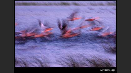 Ak pelikan » Great White Pelican » Pelecanus onocrotalus