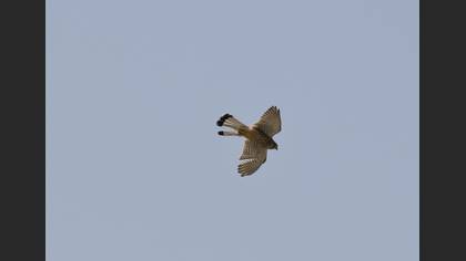 Kerkenez » Common Kestrel » Falco tinnunculus