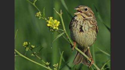 Tarla kirazkuşu » Corn Bunting » Emberiza calandra