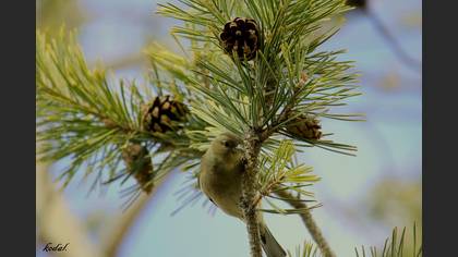 İspinoz » Common Chaffinch » Fringilla coelebs
