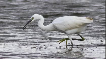 Küçük ak balıkçıl » Little Egret » Egretta garzetta