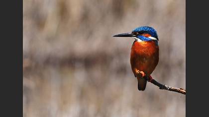 Yalıçapkını » Common Kingfisher » Alcedo atthis