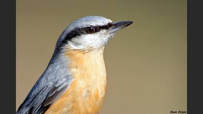 Sıvacı » Eurasian Nuthatch » Sitta europaea