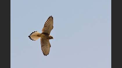 Kerkenez » Common Kestrel » Falco tinnunculus