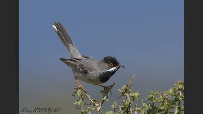 Karaboğazlı ötleğen » Rüppell`s Warbler » Sylvia ruppeli