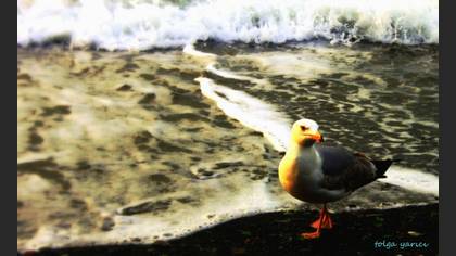 Gümüş martı » Yellow-legged Gull » Larus michahellis