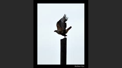 Kızıl şahin » Long-legged Buzzard » Buteo rufinus