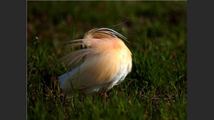 Alaca balıkçıl » Squacco Heron » Ardeola ralloides