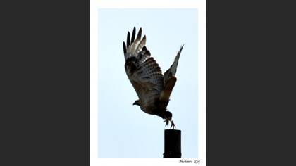 Kızıl şahin » Long-legged Buzzard » Buteo rufinus