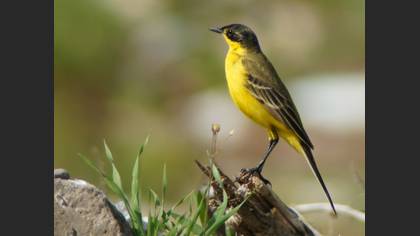 Sarı kuyruksallayan » Western Yellow Wagtail » Motacilla flava