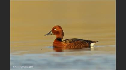 Pasbaş patka » Ferruginous Duck » Aythya nyroca