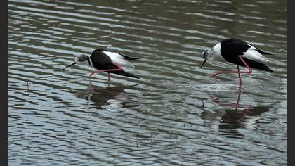 Uzunbacak » Black-winged Stilt » Himantopus himantopus