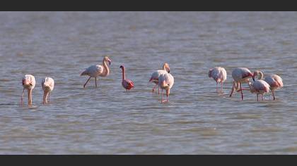 Küçük flamingo