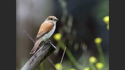 Kızılsırtlı örümcekkuşu » Red-backed Shrike » Lanius collurio