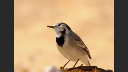 Ak kuyruksallayan » White Wagtail » Motacilla alba