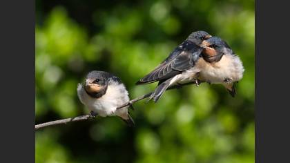 Kır kırlangıcı
