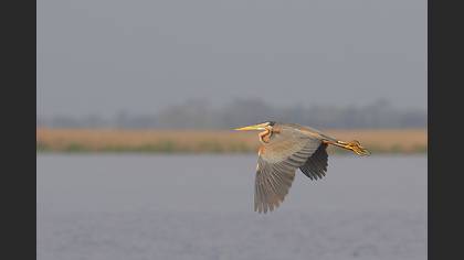Erguvani balıkçıl » Purple Heron » Ardea purpurea