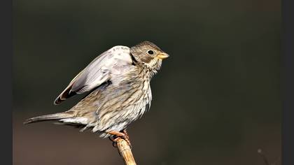 Tarla kirazkuşu » Corn Bunting » Emberiza calandra