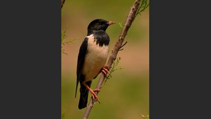Alasığırcık » Rosy Starling » Pastor roseus