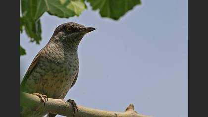 Çizgili ötleğen » Barred Warbler » Sylvia nisoria