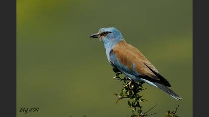 Gökkuzgun