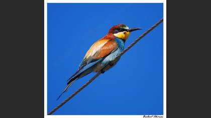 Arıkuşu » European Bee-eater » Merops apiaster