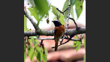Kızılkuyruk » Common Redstart » Phoenicurus phoenicurus