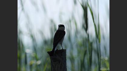 Kızılsırtlı örümcekkuşu » Red-backed Shrike » Lanius collurio
