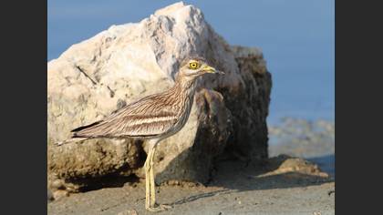 Kocagöz