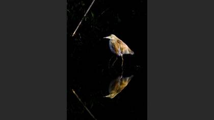 Alaca balıkçıl » Squacco Heron » Ardeola ralloides