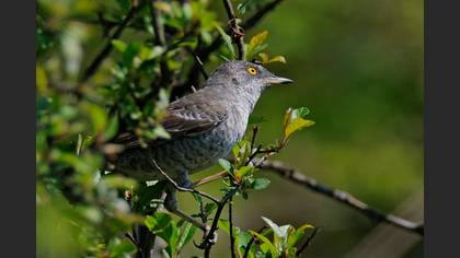 Çizgili ötleğen » Barred Warbler » Sylvia nisoria