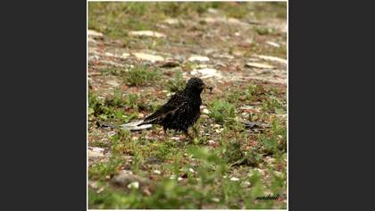 Sığırcık » Common Starling » Sturnus vulgaris