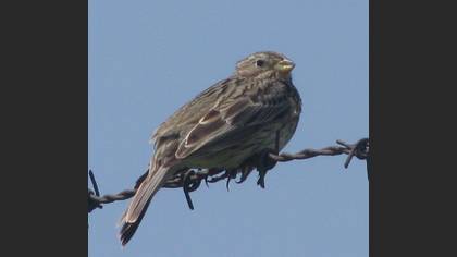 Tarla kirazkuşu » Corn Bunting » Emberiza calandra