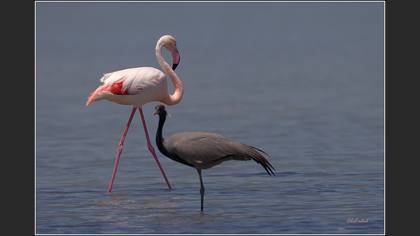 Flamingo