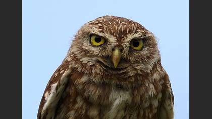 Kukumav » Little Owl » Athene noctua