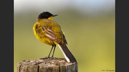 Sarı kuyruksallayan » Western Yellow Wagtail » Motacilla flava