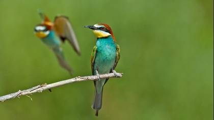 Arıkuşu » European Bee-eater » Merops apiaster