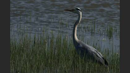 Gri balıkçıl » Grey Heron » Ardea cinerea