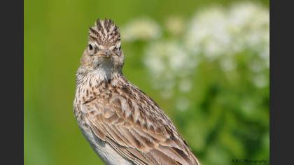 Tepeli toygar » Crested Lark » Galerida cristata
