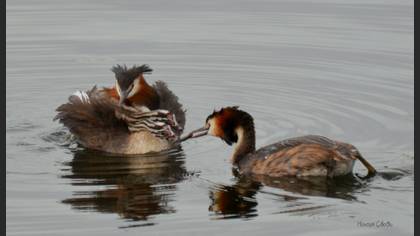 Bahri » Great Crested Grebe » Podiceps cristatus