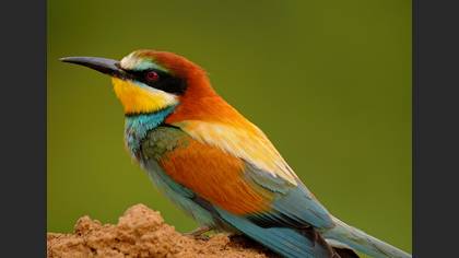 Arıkuşu » European Bee-eater » Merops apiaster