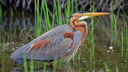 Erguvani balıkçıl » Purple Heron » Ardea purpurea