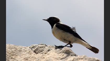 Karakulaklı kuyrukkakan » Black-eared Wheatear » Oenanthe melanoleuca