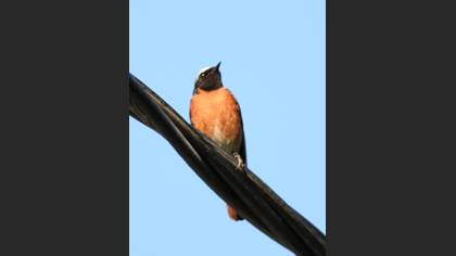 Kızılkuyruk » Common Redstart » Phoenicurus phoenicurus