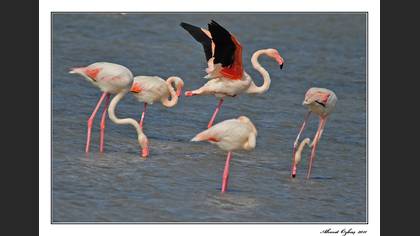 Flamingo