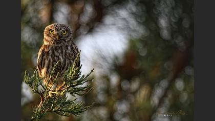 Kukumav