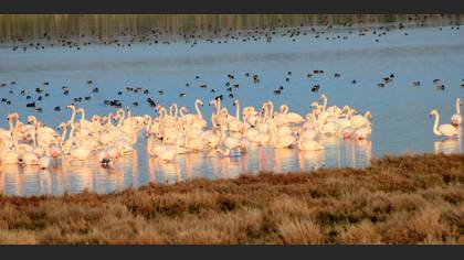 Flamingo